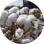 Cotton